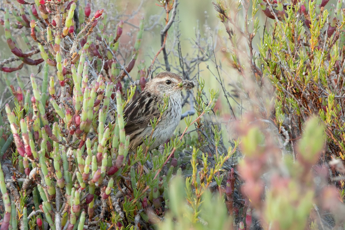 Little Grassbird - ML643639662