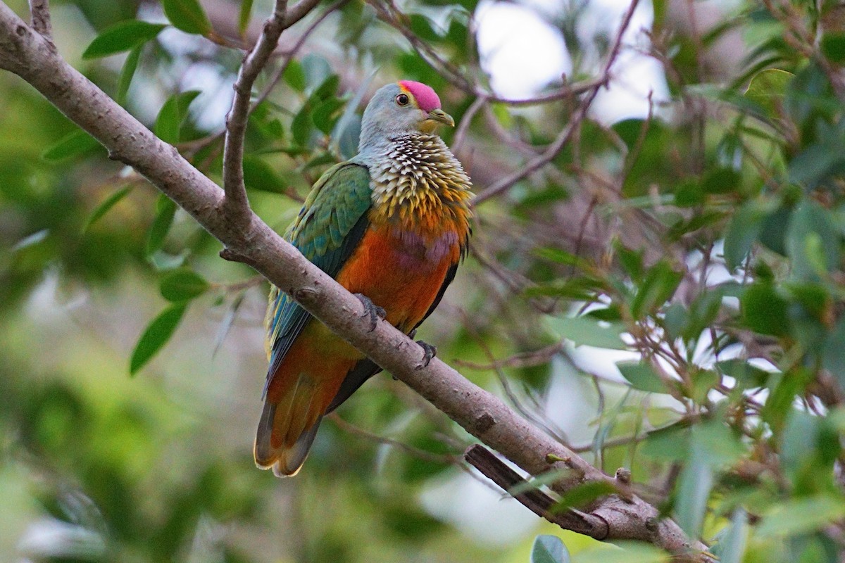 Rose-crowned Fruit-Dove - ML643639667