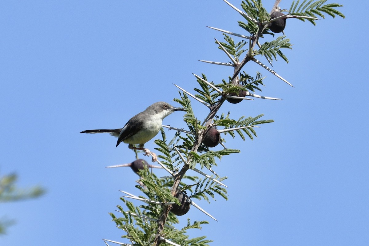 Karamoja Apalis - ML643639674