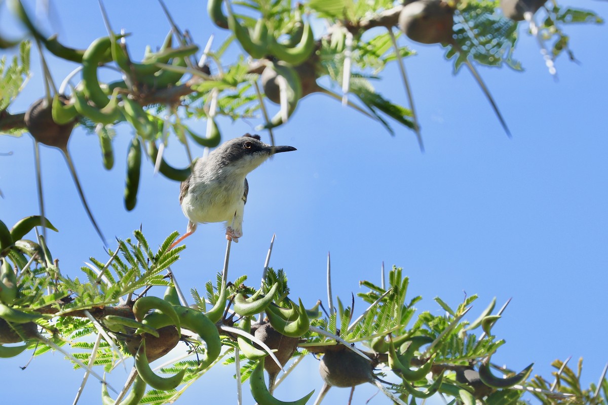 Karamoja Apalis - ML643639675