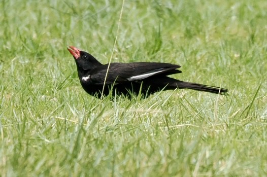 Red-billed Buffalo-Weaver - ML643639685