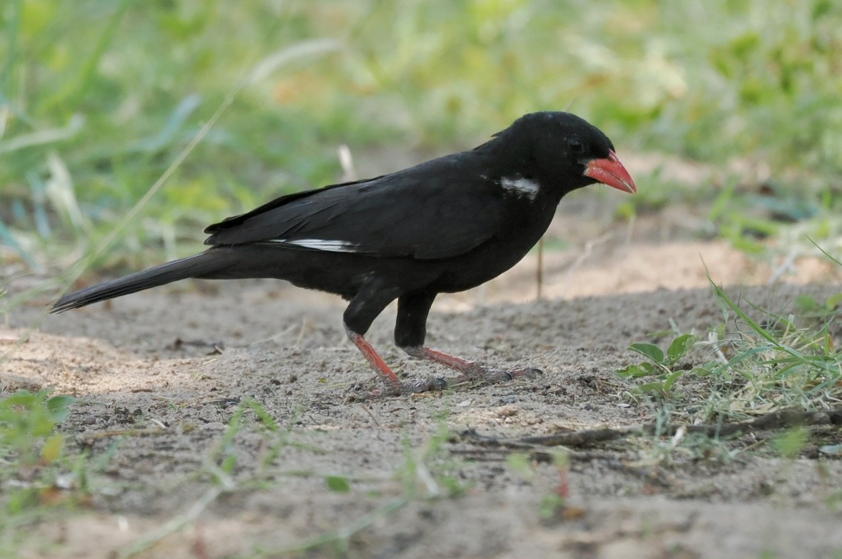 Red-billed Buffalo-Weaver - ML643639686
