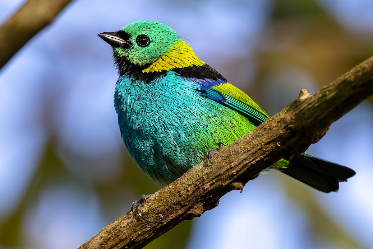 Green-headed Tanager - ML643639687