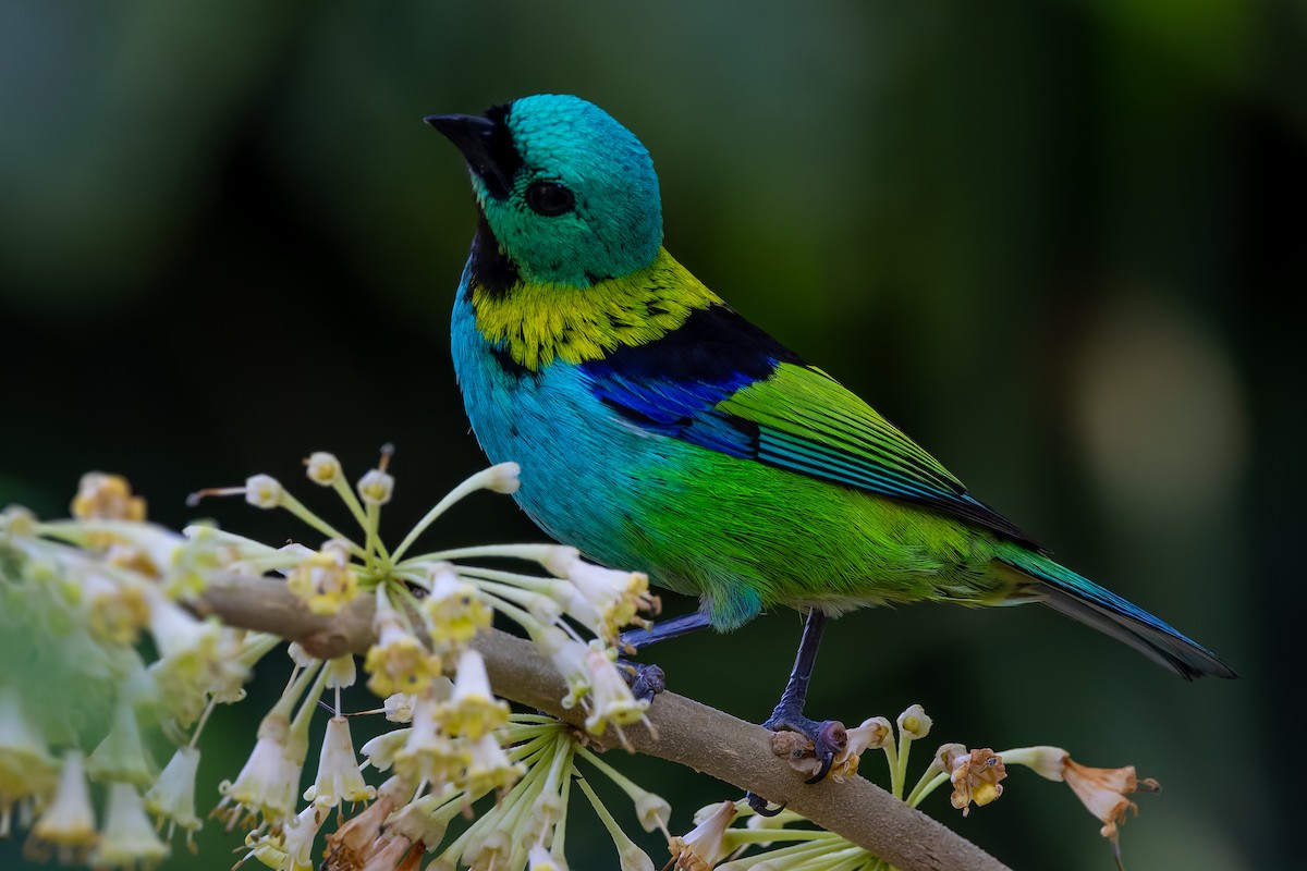 Green-headed Tanager - ML643639688