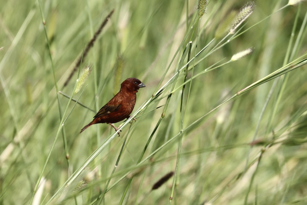 Chestnut Sparrow - ML643639701