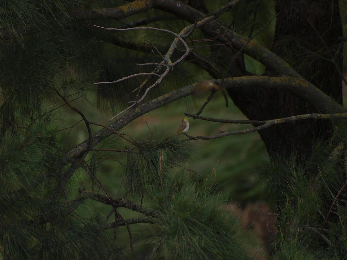 White-plumed Honeyeater - ML643639702