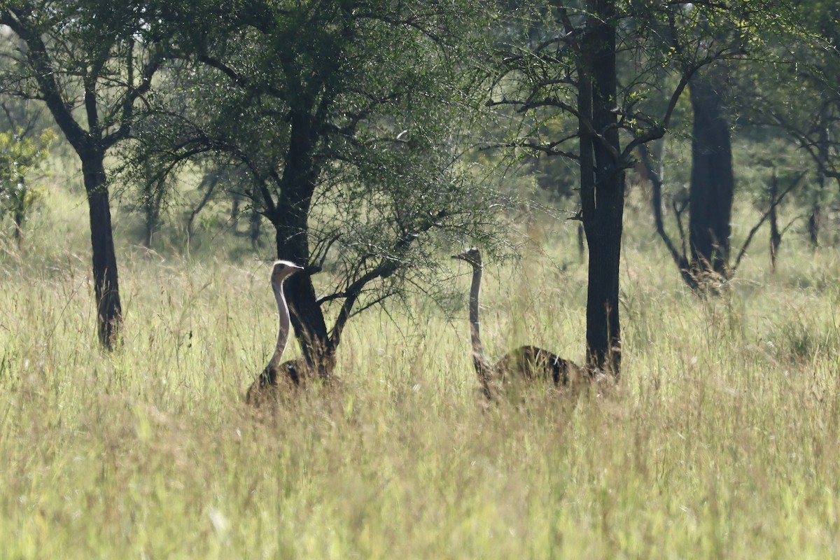 Common Ostrich - ML643639710