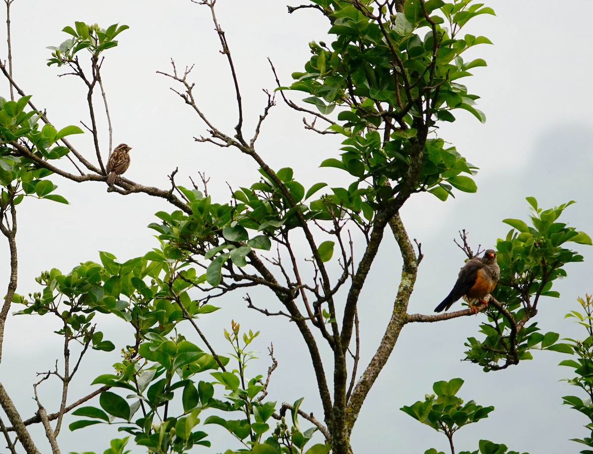 Abyssinian Thrush - ML643639716