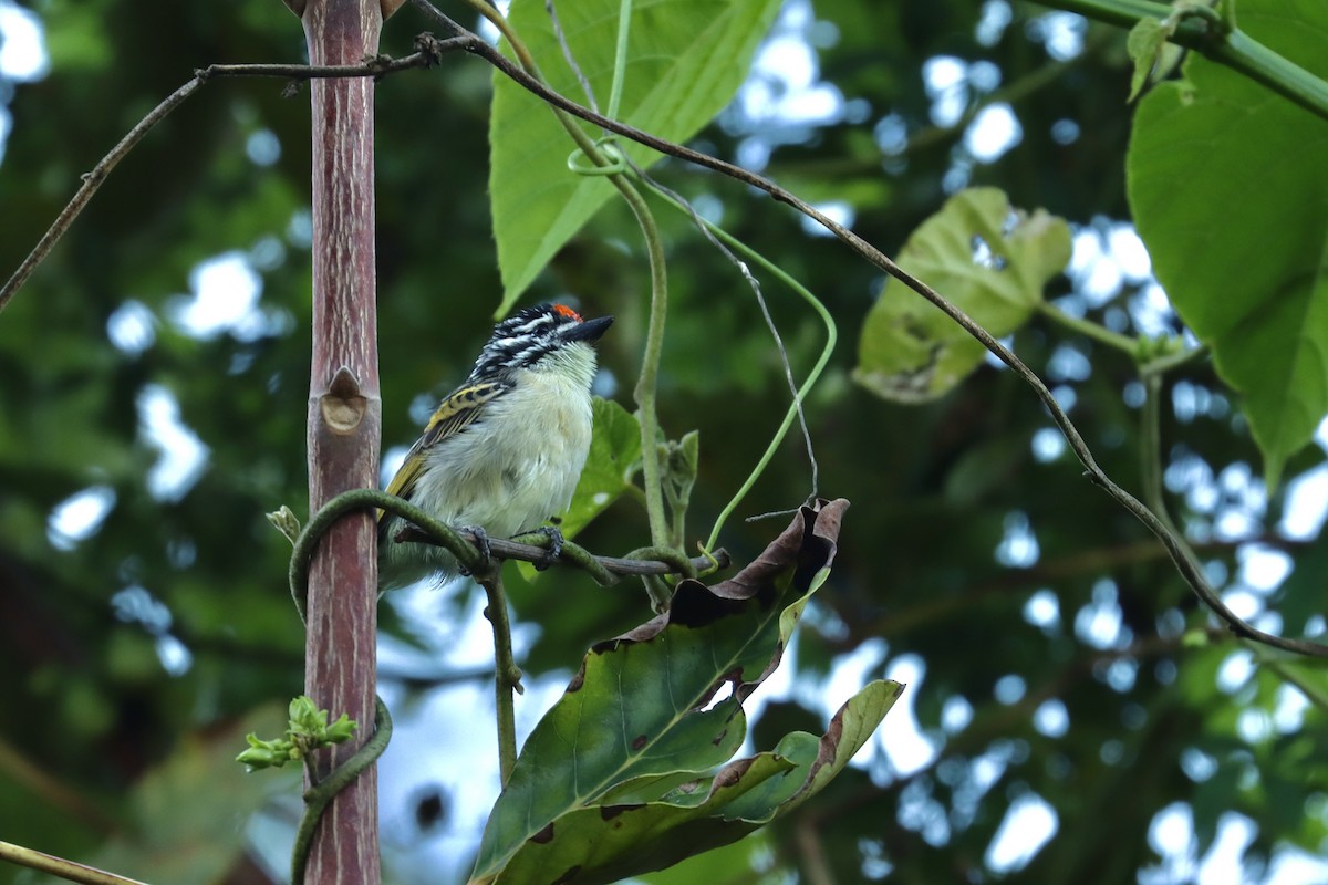 Northern Red-fronted Tinkerbird - ML643639719