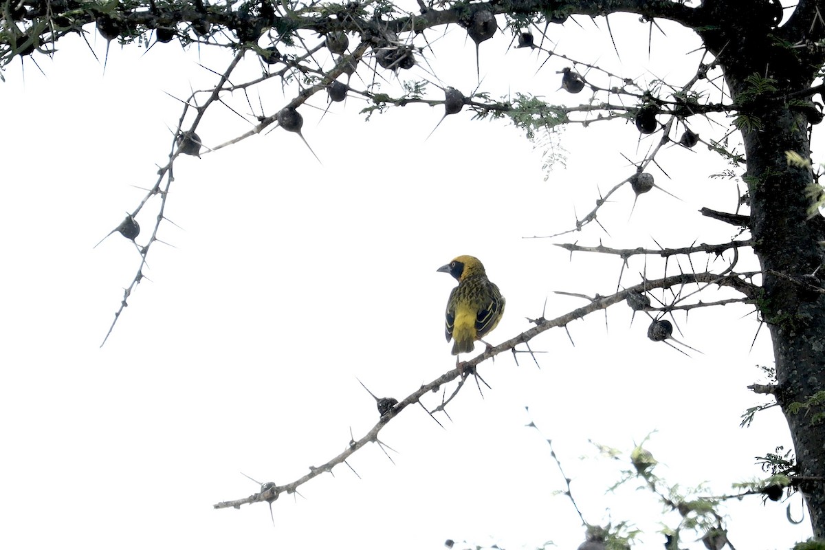 Fox's Weaver - ML643639726