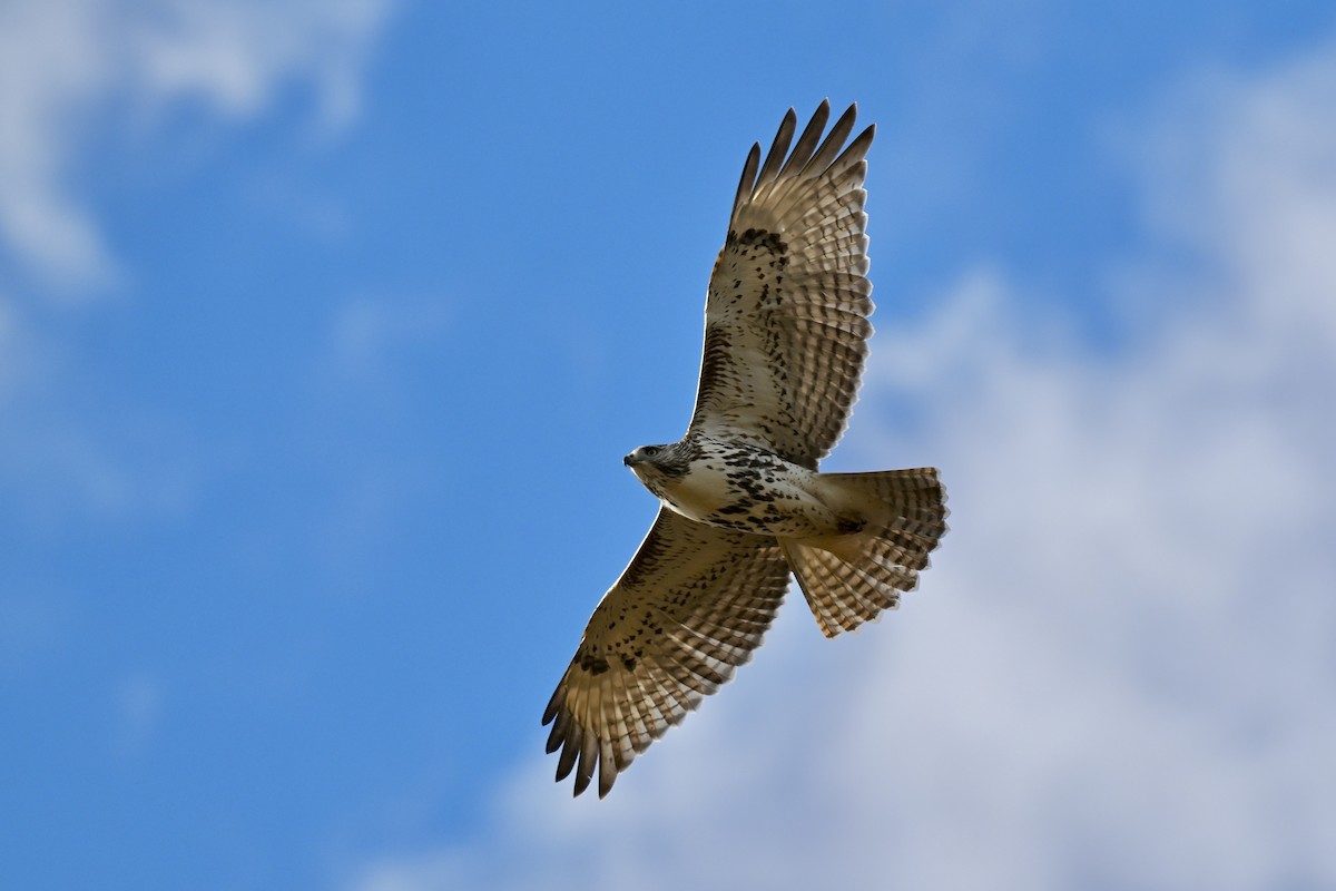 Red-tailed Hawk - ML643639781