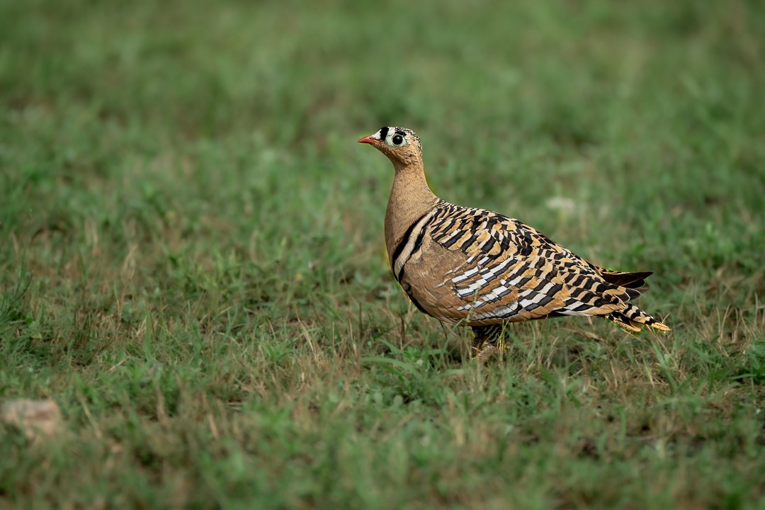 Painted Sandgrouse - ML643639797