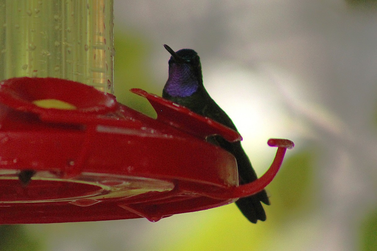 Colibri à gorge pourprée - ML643639800