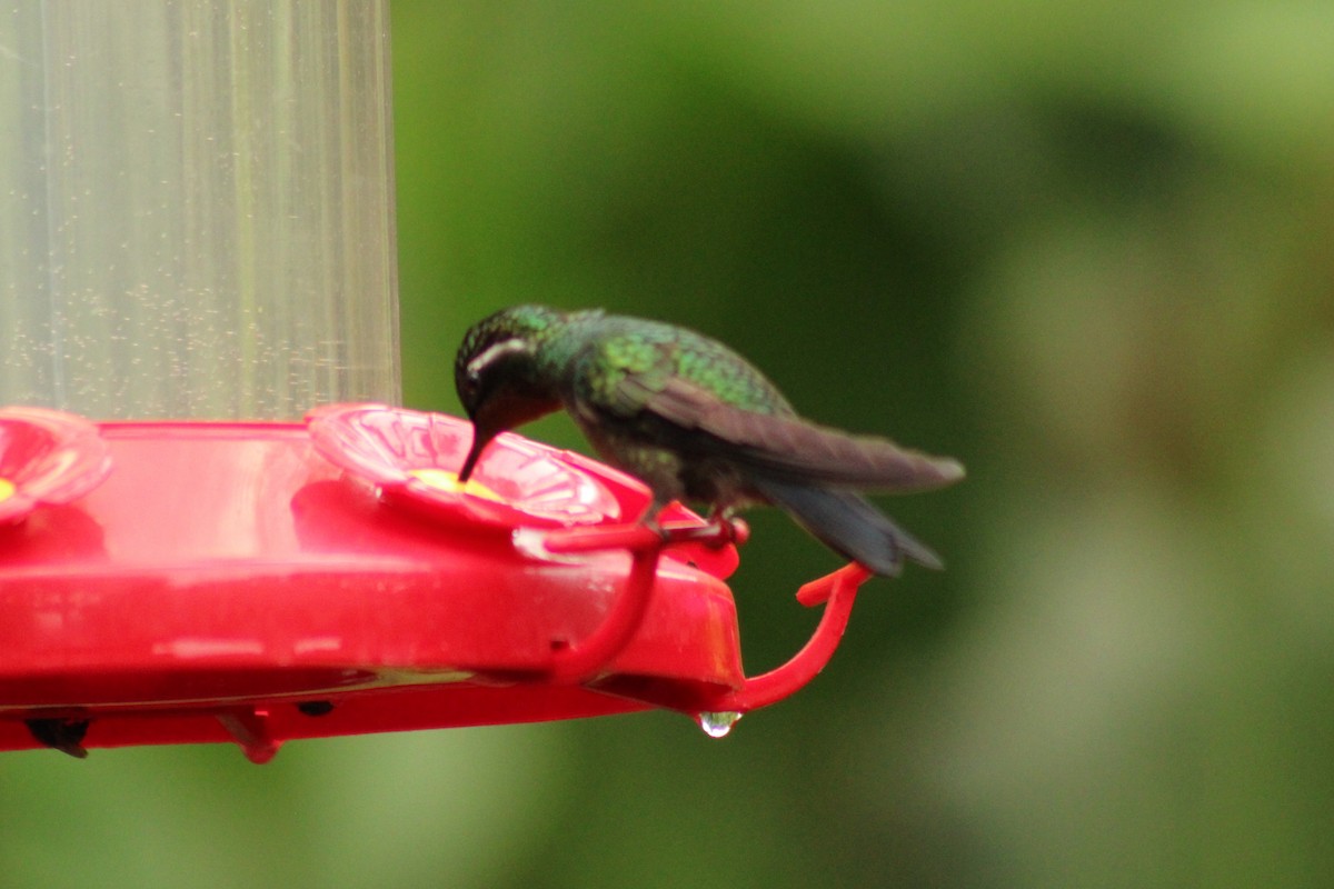 Colibri à gorge pourprée - ML643639801