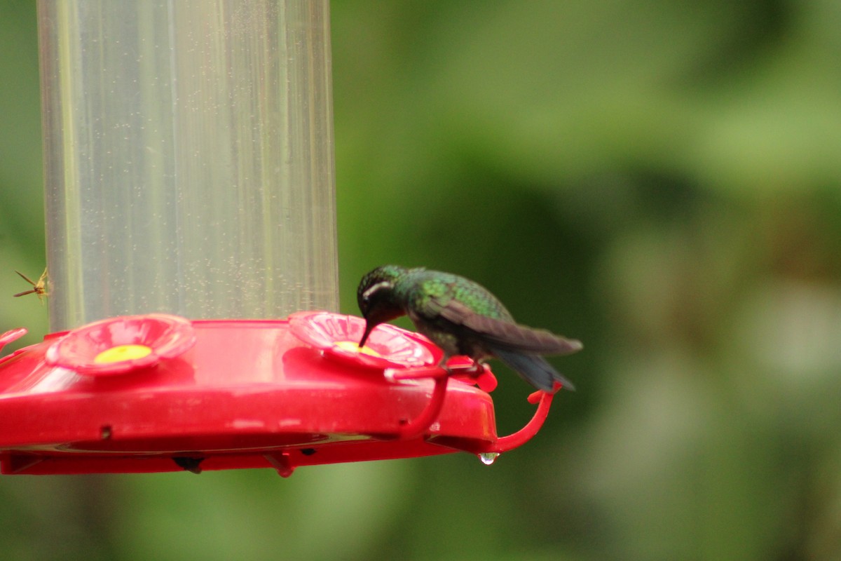 Colibri à gorge pourprée - ML643639802