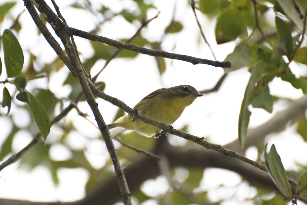 Philadelphia Vireo - ML643639804