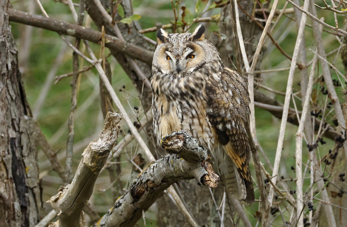 Long-eared Owl - ML643639807