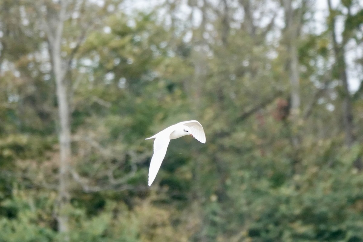 Mediterranean Gull - ML643639810