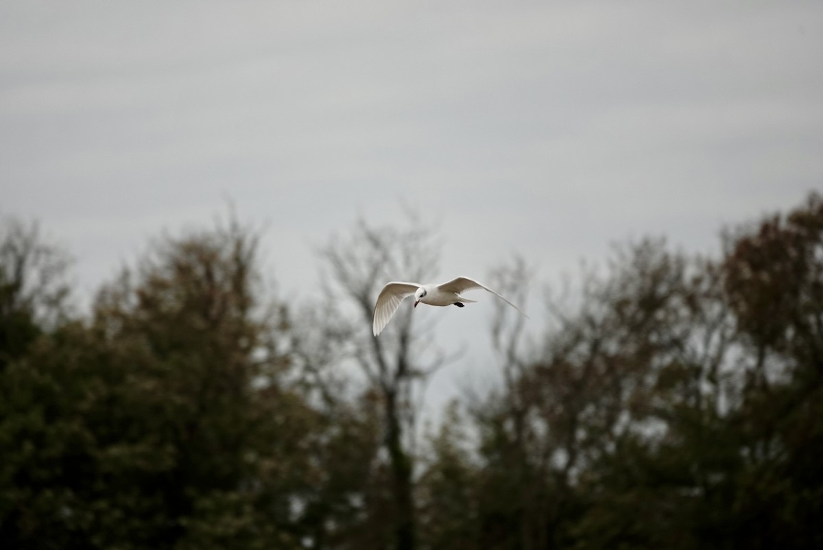 Mediterranean Gull - ML643639811