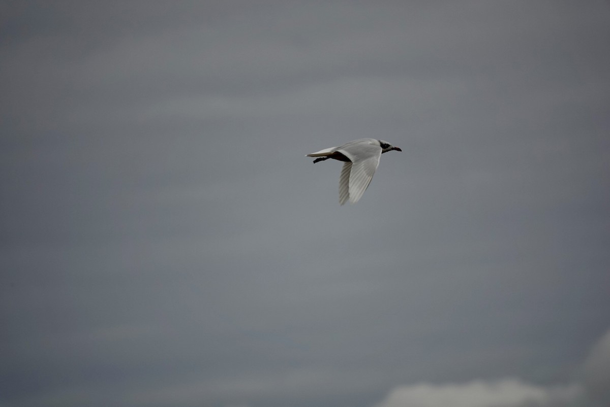 Mediterranean Gull - ML643639812