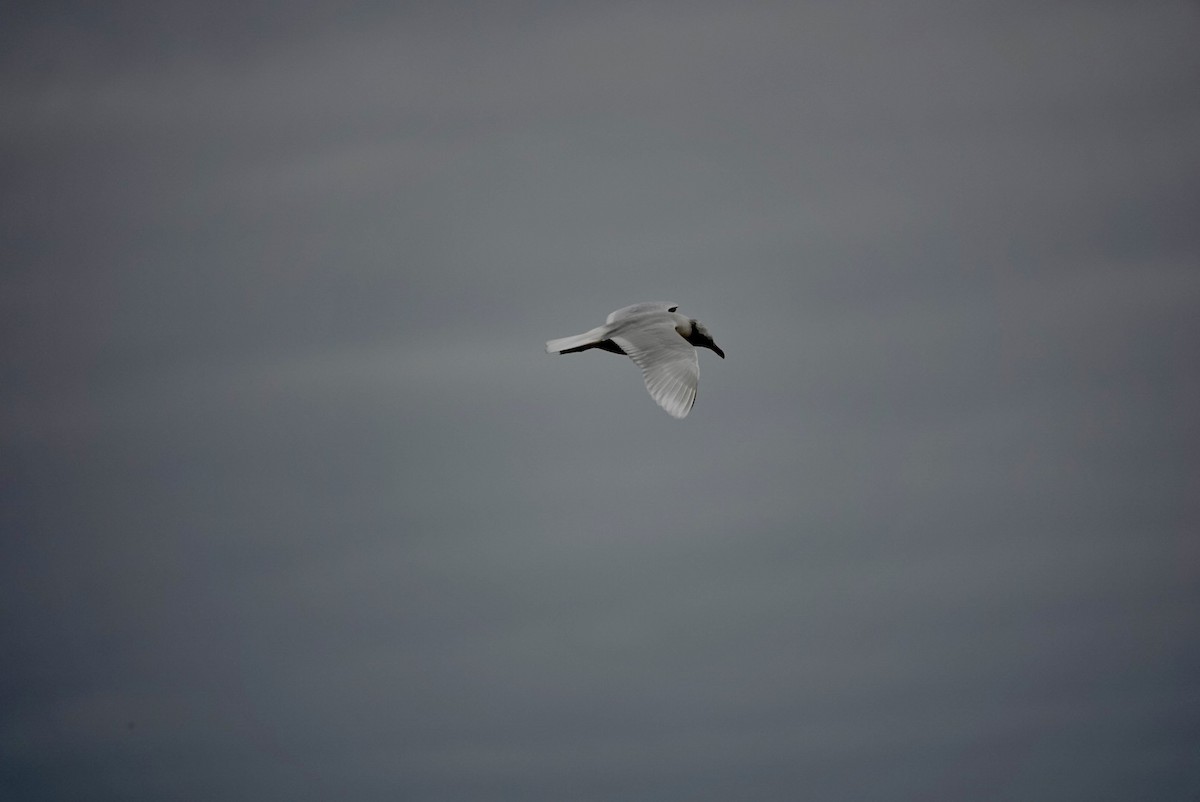 Mediterranean Gull - ML643639813