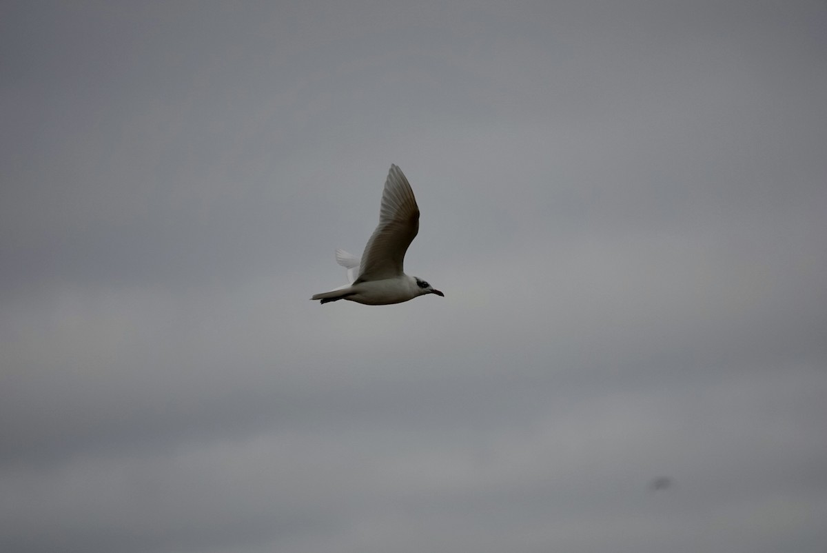 Mediterranean Gull - ML643639814
