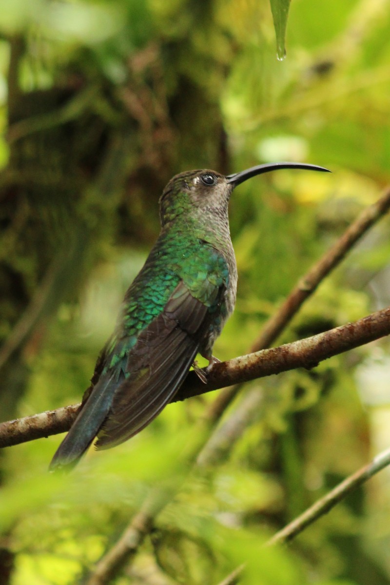 Colibrí Morado - ML643639825