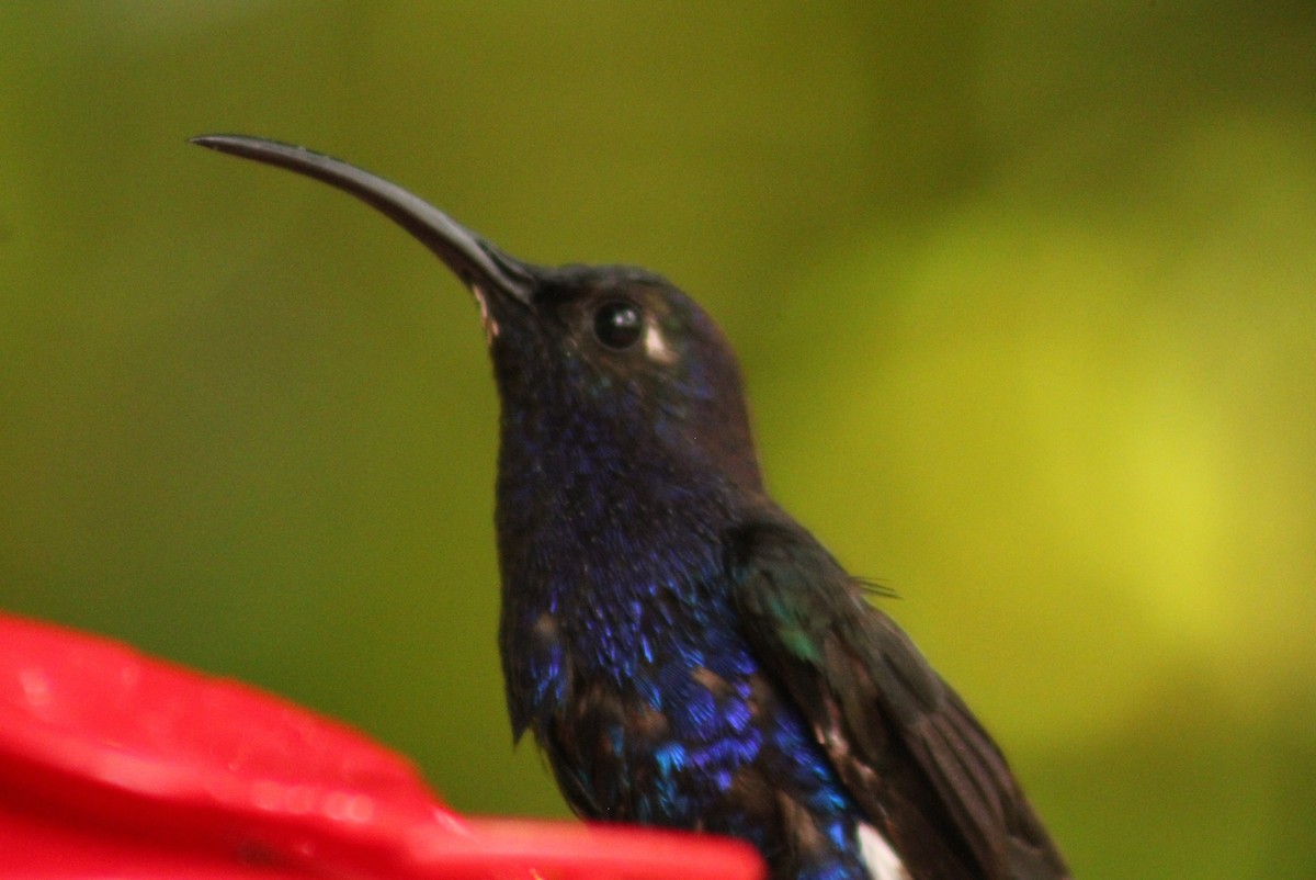 Colibrí Morado - ML643639826