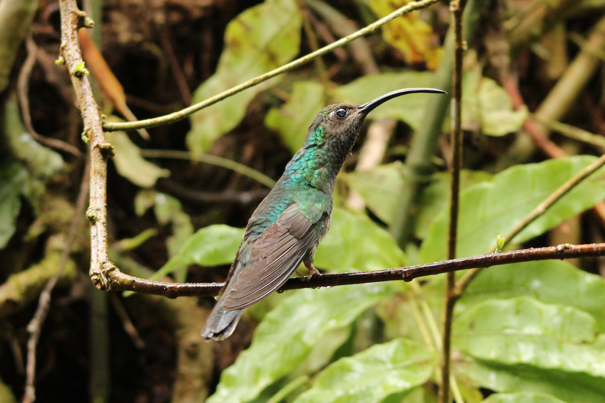 Colibrí Morado - ML643639827