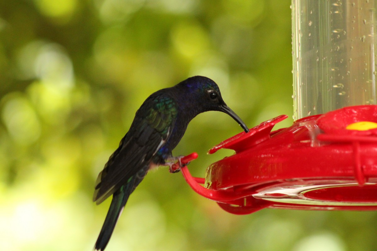 Colibrí Morado - ML643639828