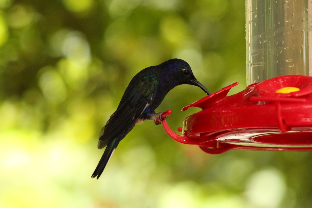 Colibrí Morado - ML643639829