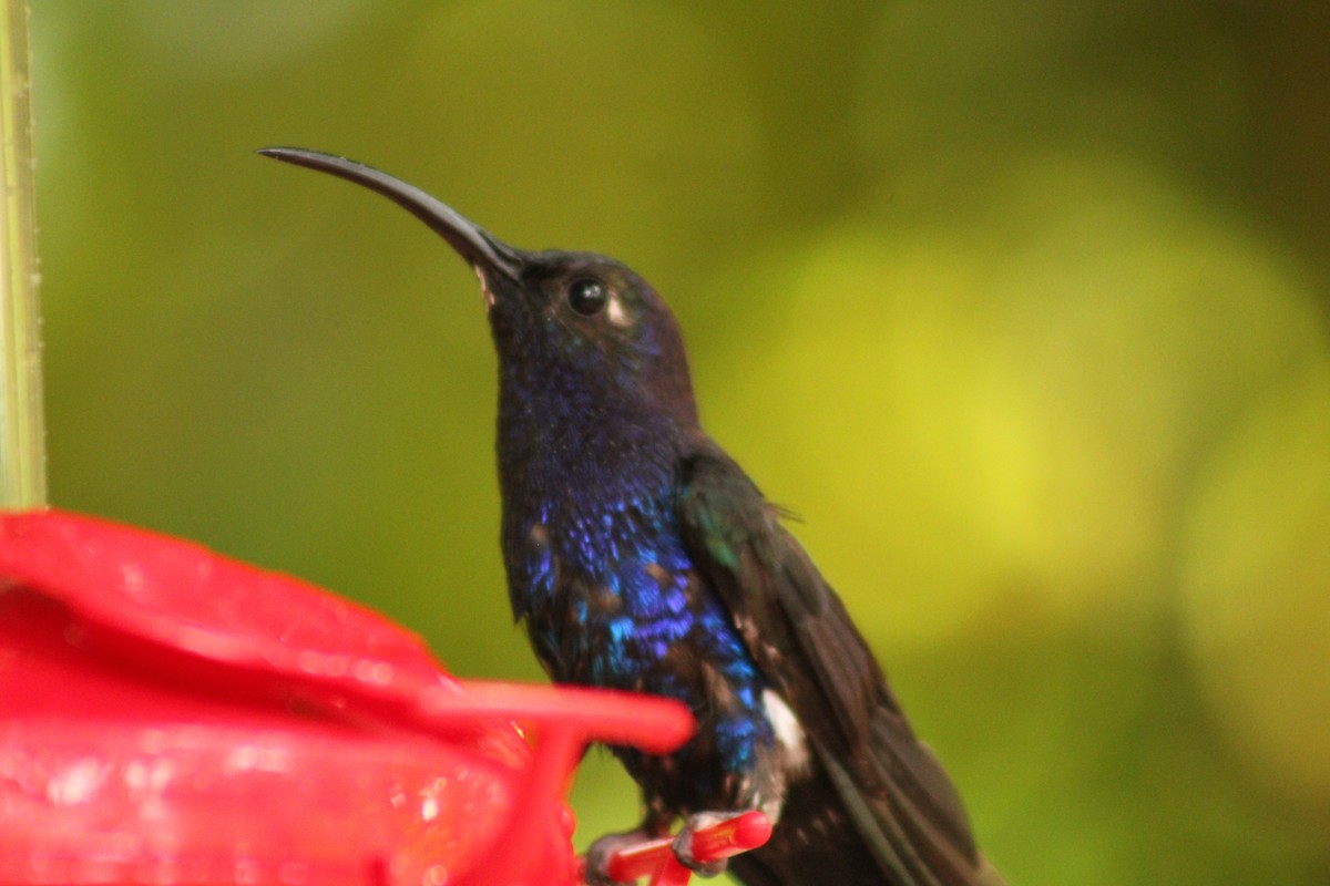 Colibrí Morado - ML643639830