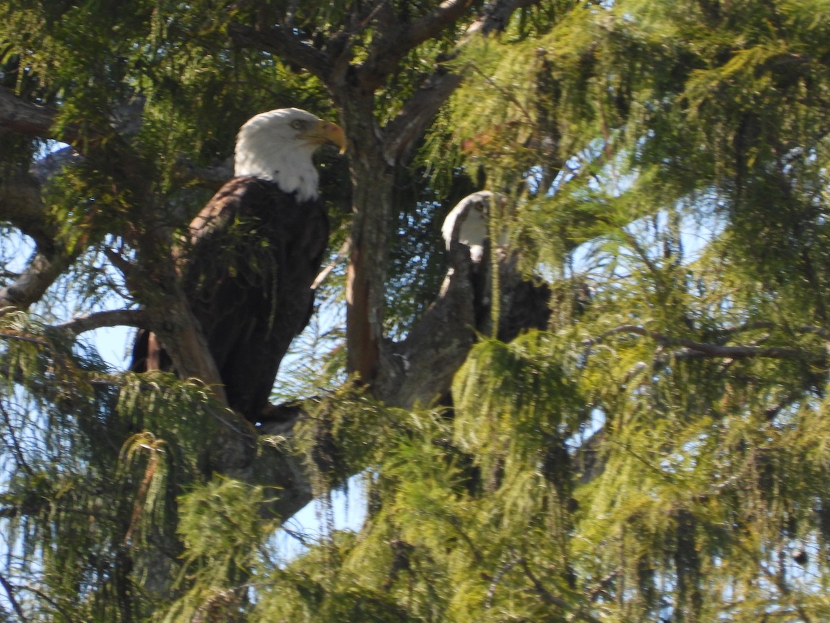 Bald Eagle - ML643639832