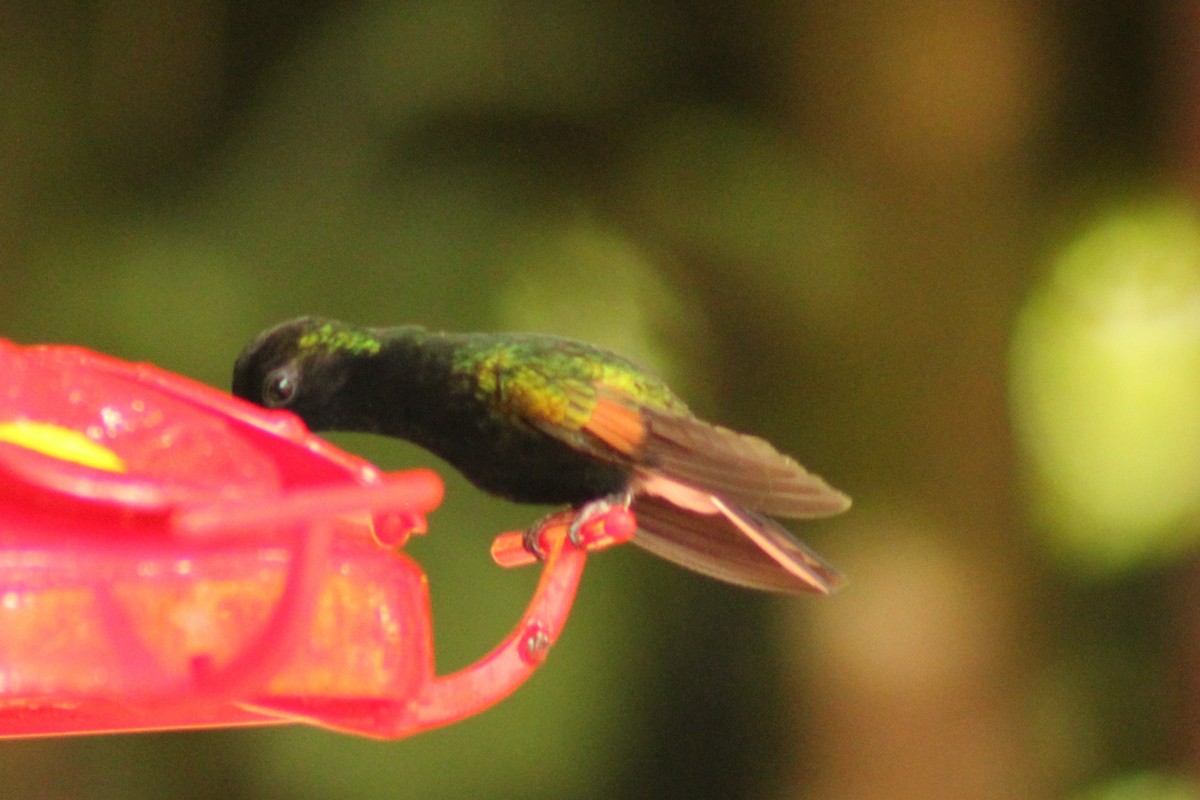Black-bellied Hummingbird - ML643639838