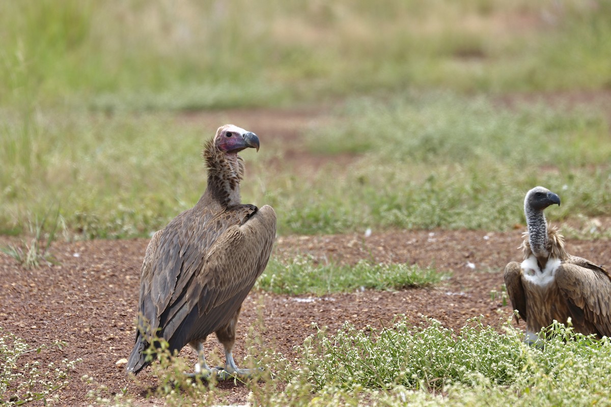 Lappet-faced Vulture - ML643639846