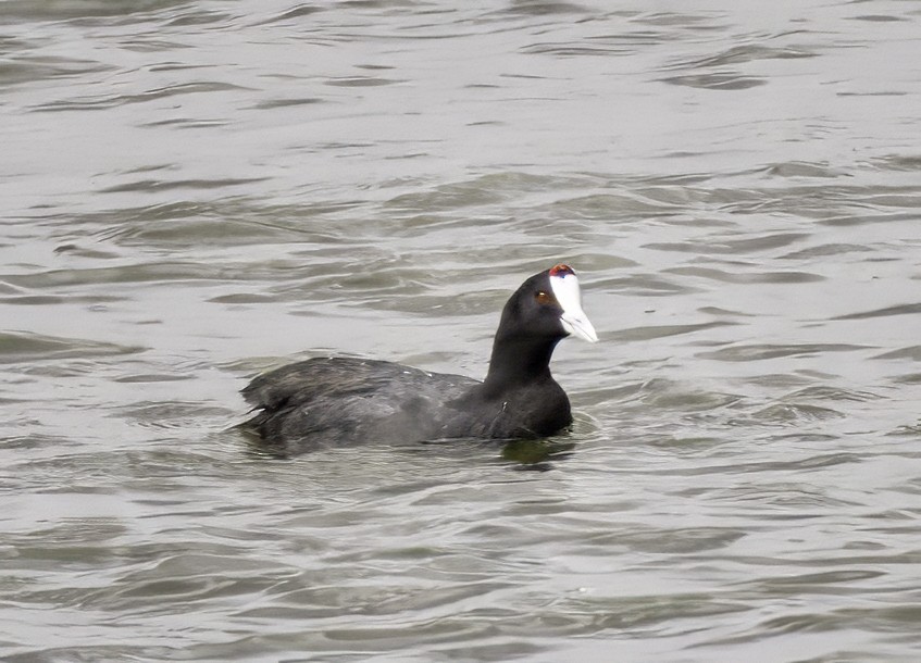 Foulque à crête - ML643639848