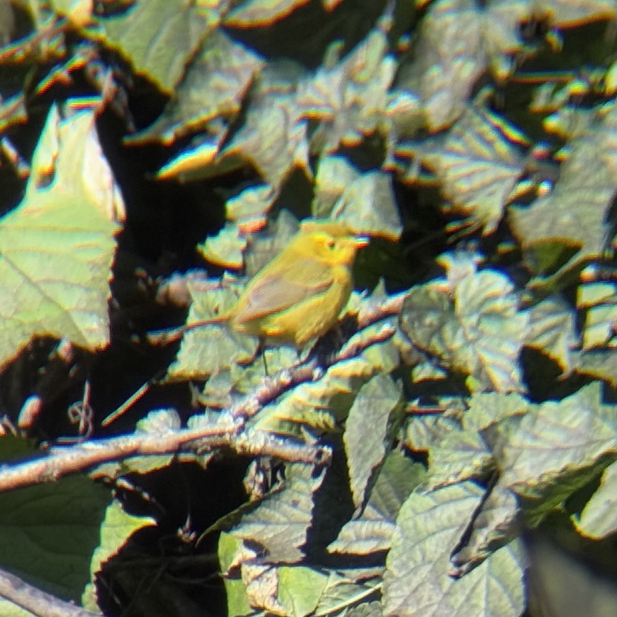 Wilson's Warbler - ML643639851