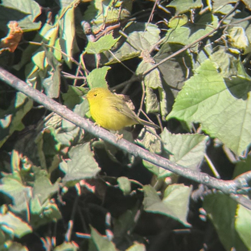 Wilson's Warbler - ML643639852