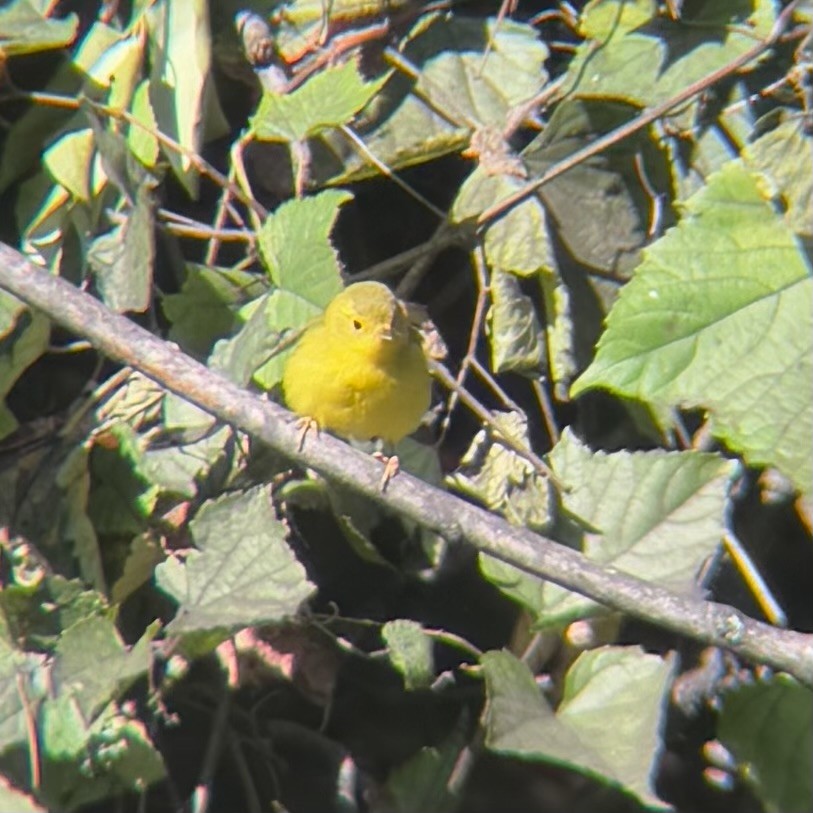 Wilson's Warbler - ML643639853