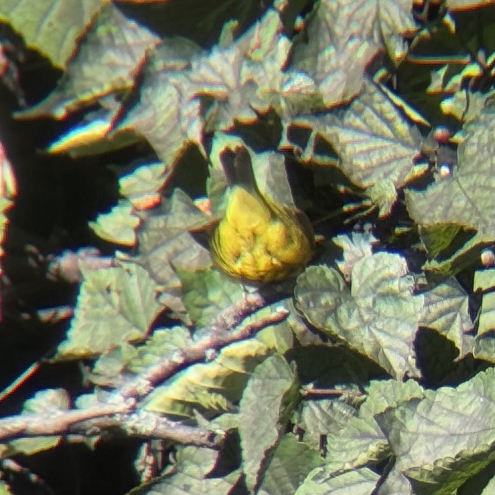 Wilson's Warbler - ML643639854