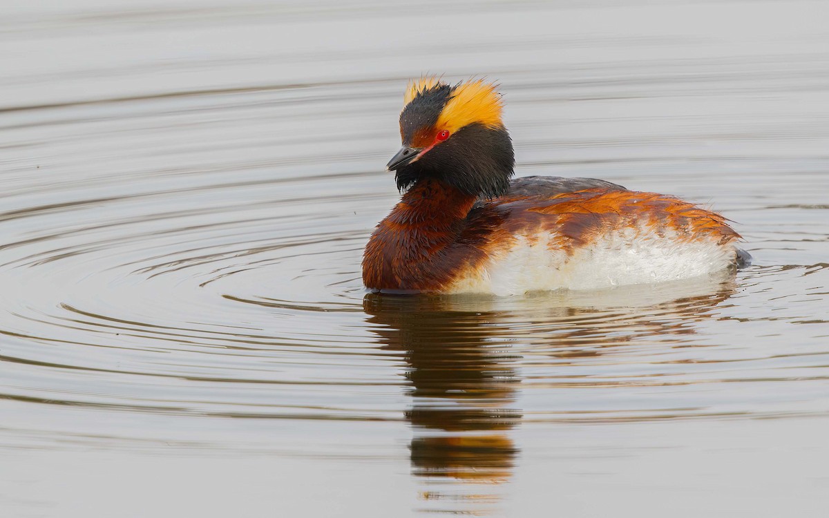 Horned Grebe - ML643639860