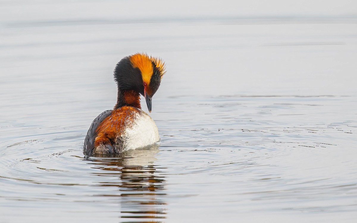 Horned Grebe - ML643639861