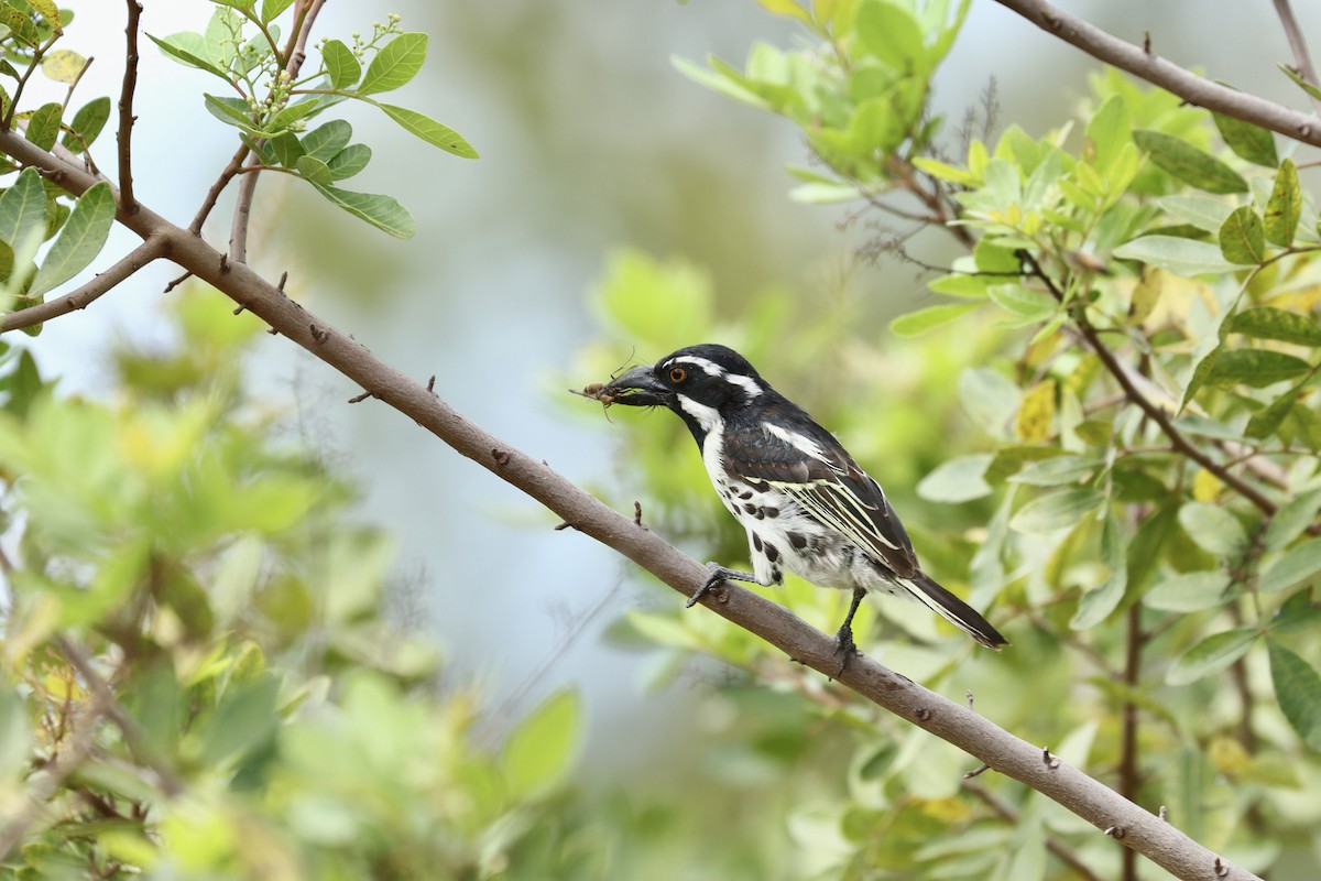Spot-flanked Barbet - ML643639883