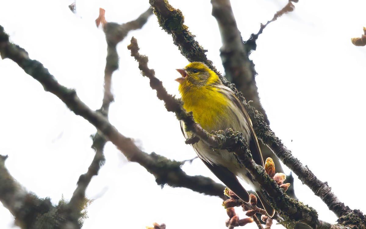 European Serin - ML643639893