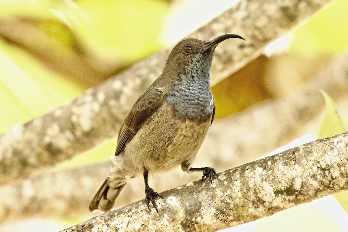 Souimanga des Seychelles - ML643639908