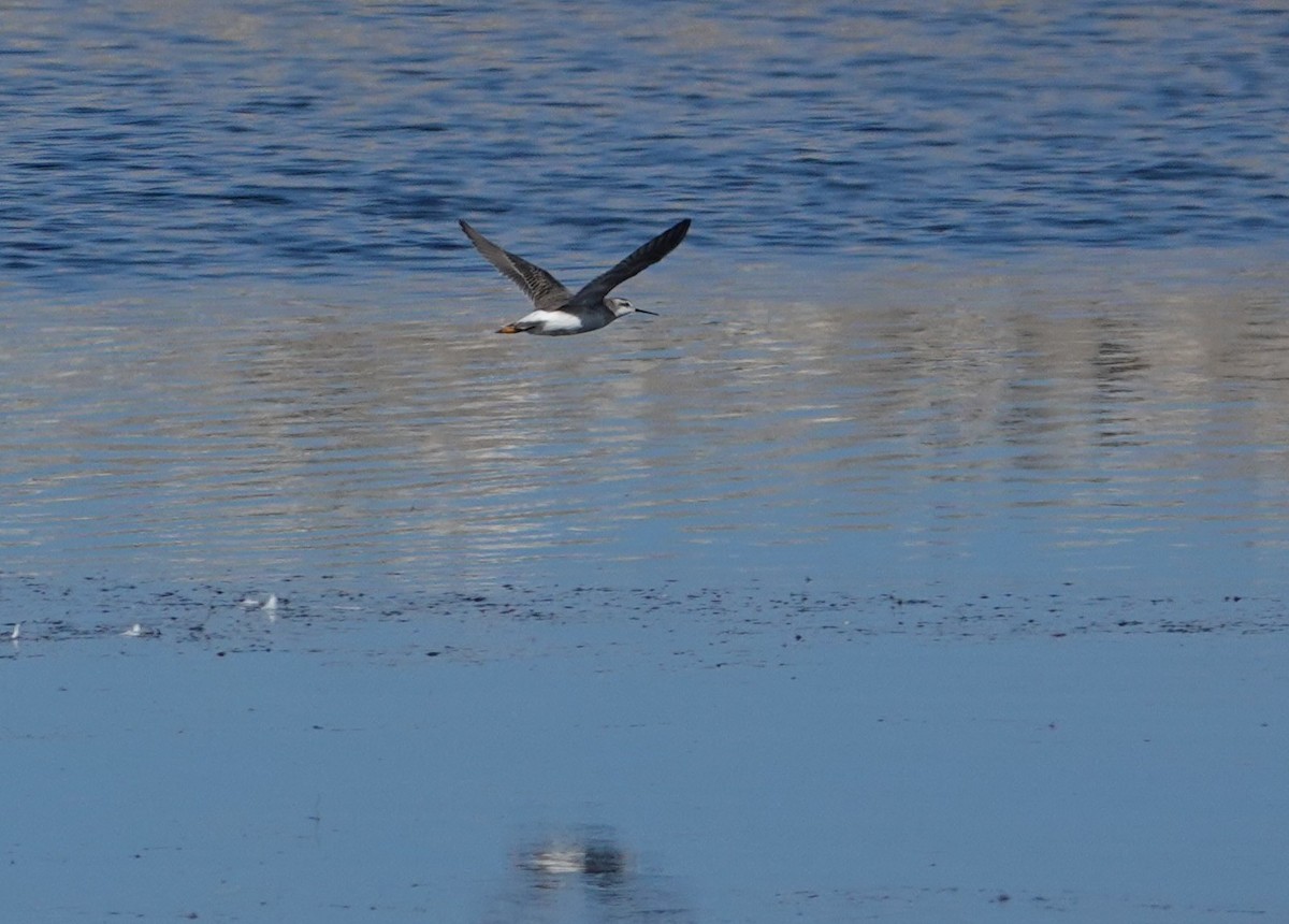 Phalarope de Wilson - ML643639915