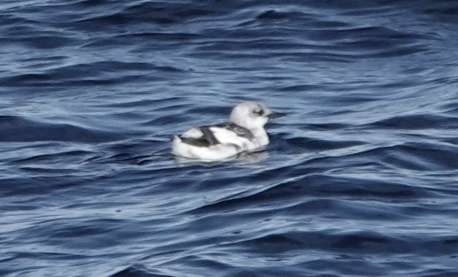 Guillemot à miroir - ML643639923