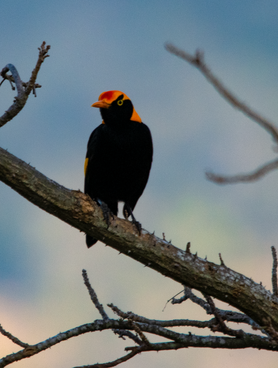 Regent Bowerbird - ML643639948