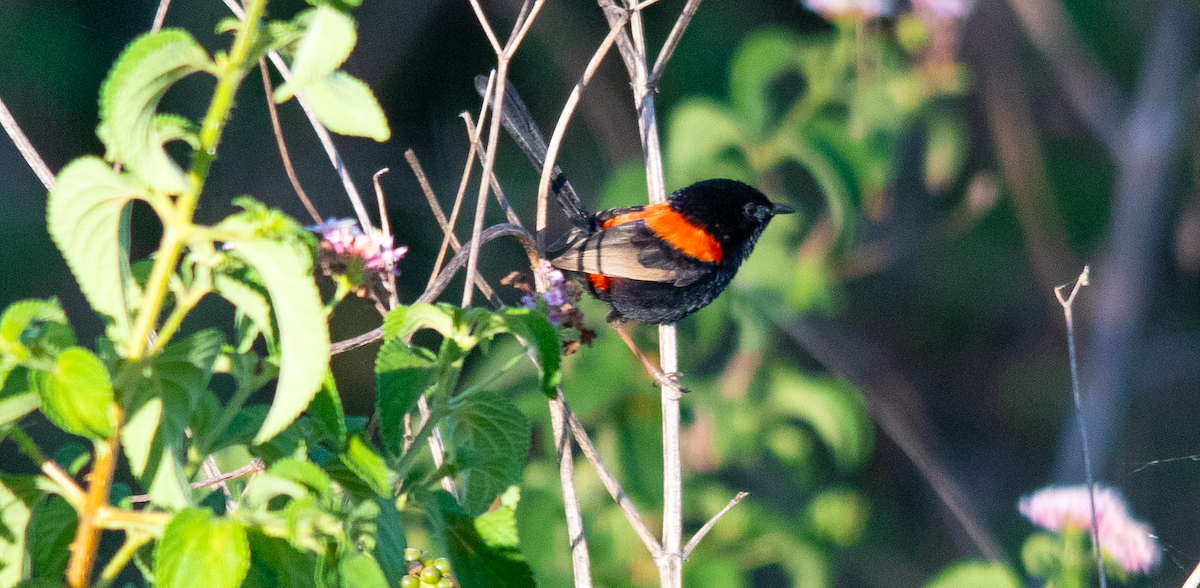 Red-backed Fairywren - ML643639952