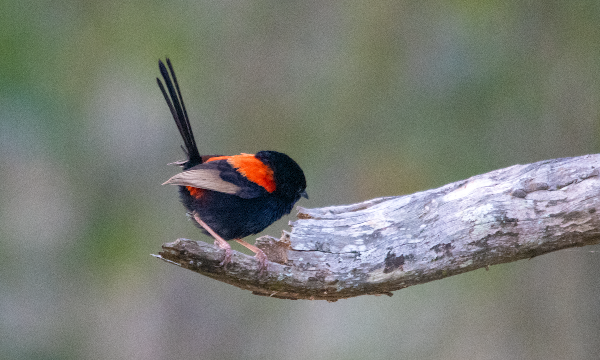 Red-backed Fairywren - ML643639953